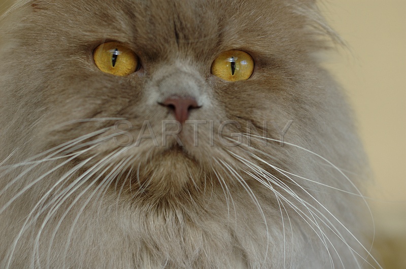 BRITISH LONGHAIR 006.jpg